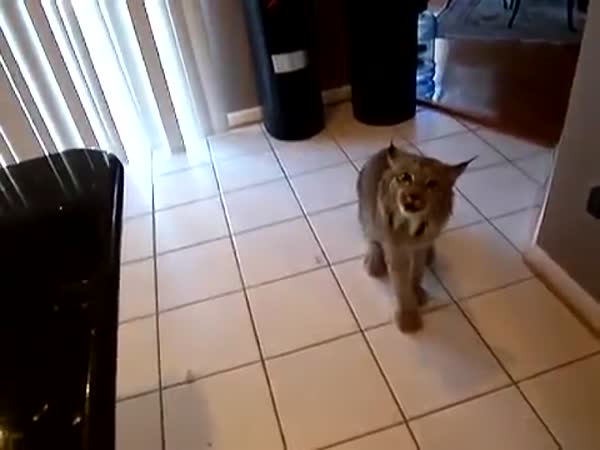 Angry Lynx