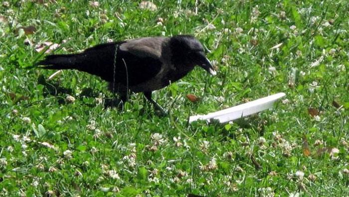If More People Were Like This Crow The World Would Be A Cleaner Place (5 pics)