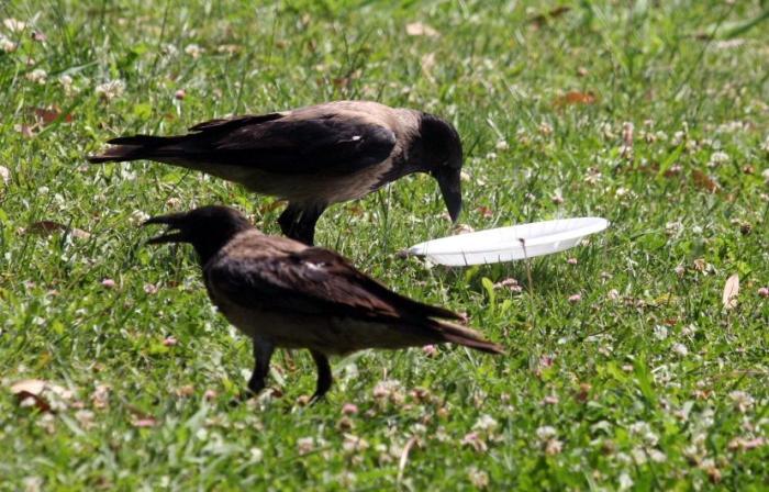 If More People Were Like This Crow The World Would Be A Cleaner Place (5 pics)