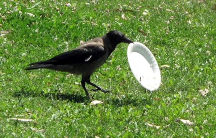 If More People Were Like This Crow The World Would Be A Cleaner Place (5 pics)