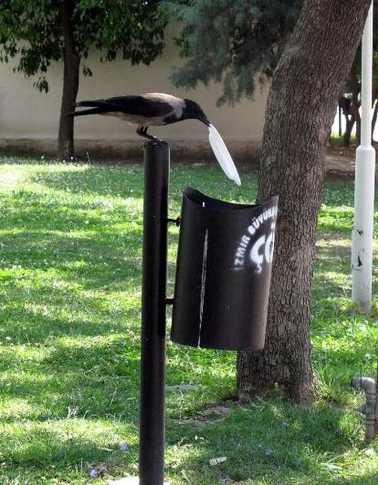 If More People Were Like This Crow The World Would Be A Cleaner Place (5 pics)