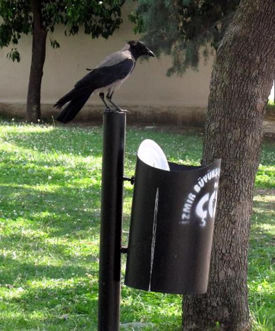 If More People Were Like This Crow The World Would Be A Cleaner Place (5 pics)