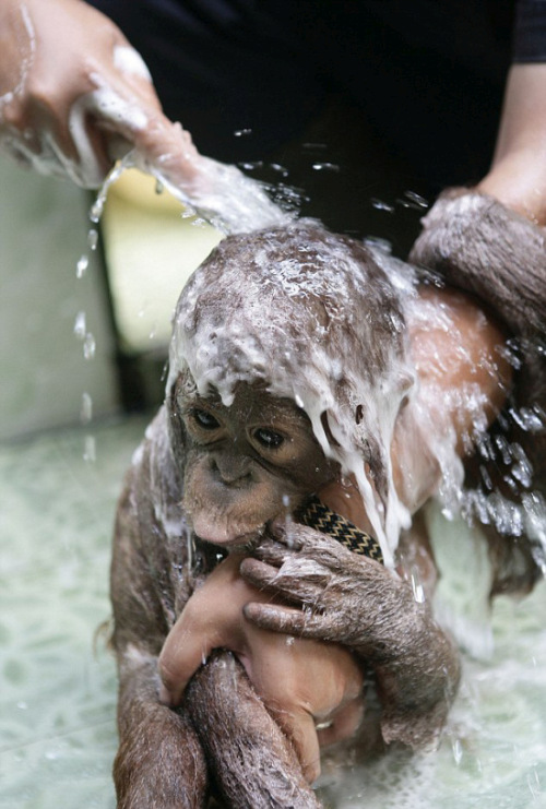 Baby Orangutan Gets A Bath At A Rainforest Refuge (4 pics)