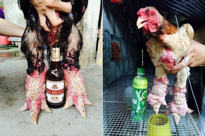 The Dong Tao Chicken Has Legs Like A Dragon (14 pics)