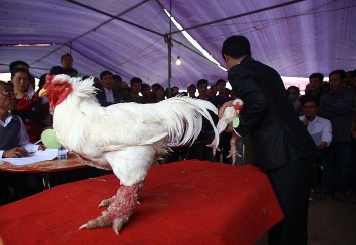The Dong Tao Chicken Has Legs Like A Dragon (14 pics)