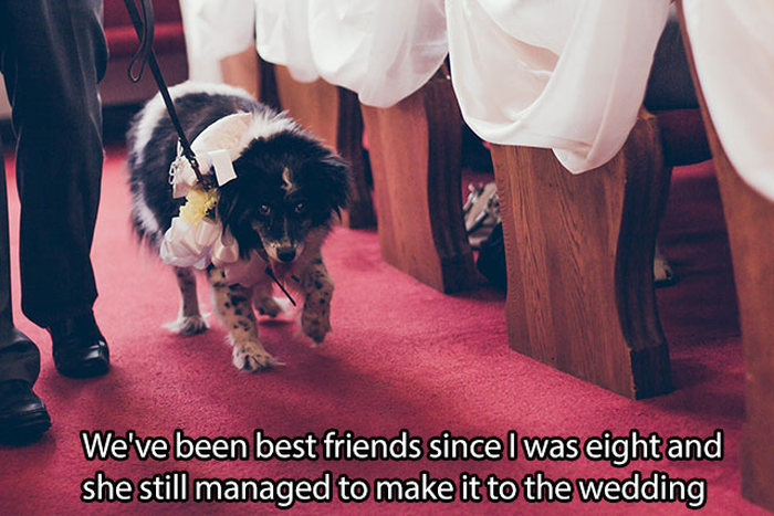 Pictures That Only Dog Lovers Will Truly Appreciate (41 pics)