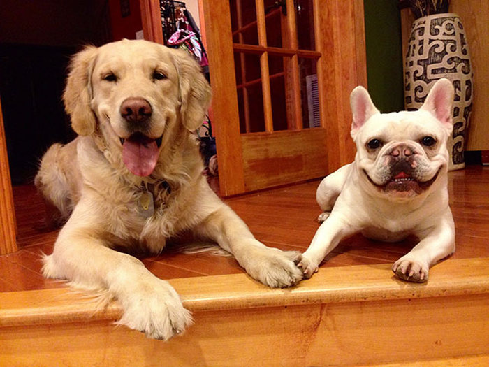 Pictures That Only Dog Lovers Will Truly Appreciate (41 pics)