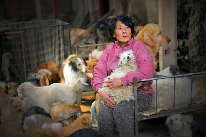 Chinese Woman Travels 1,500 Miles To Save Dogs From A Dog Eating Festival (16 pics)