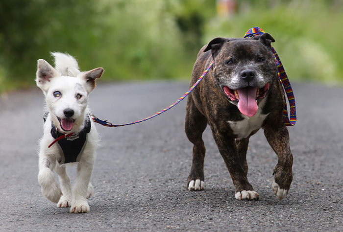 Adorable Blind Dog And His Seeing-Eye Guide Dog  Are Looking For A Forever Home (5 pics)