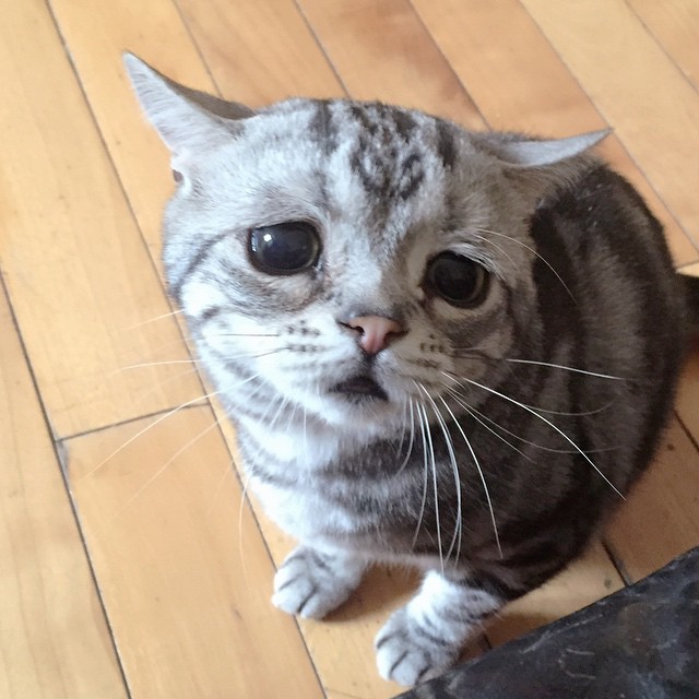 The Saddest Cat On The Internet (14 pics)