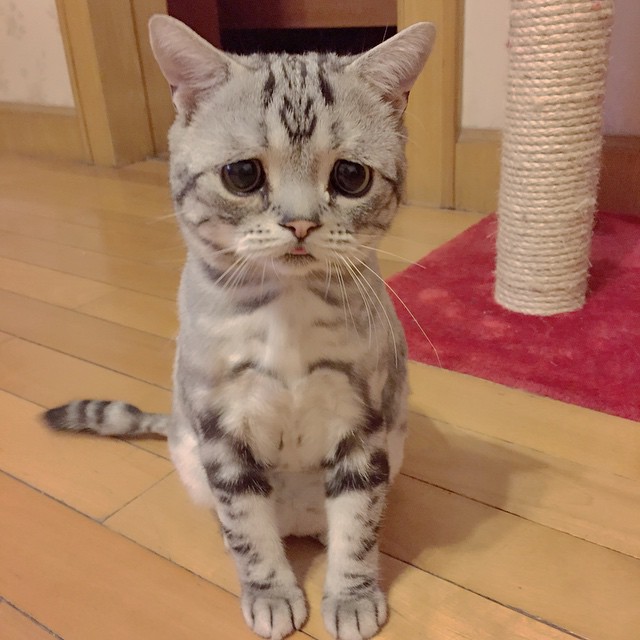 The Saddest Cat On The Internet (14 pics)