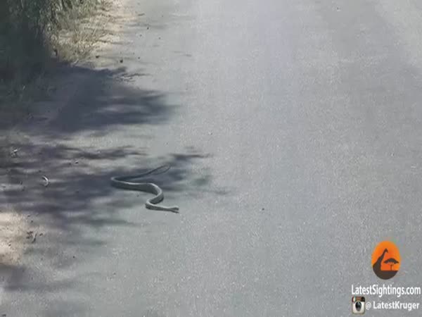 Snake On A Road