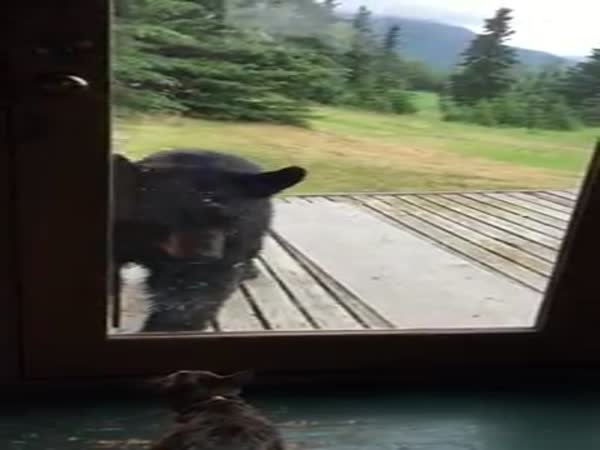 Bear Gets Scared By A Cat