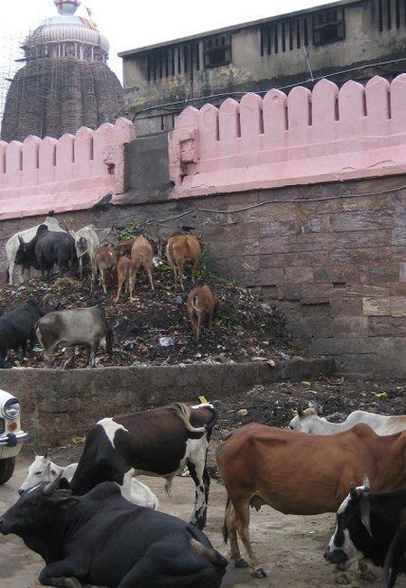 A Real Look At Life In India (40 pics)