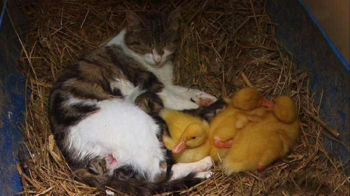 Cat Adopts And Raises Baby Ducklings (6 pics)