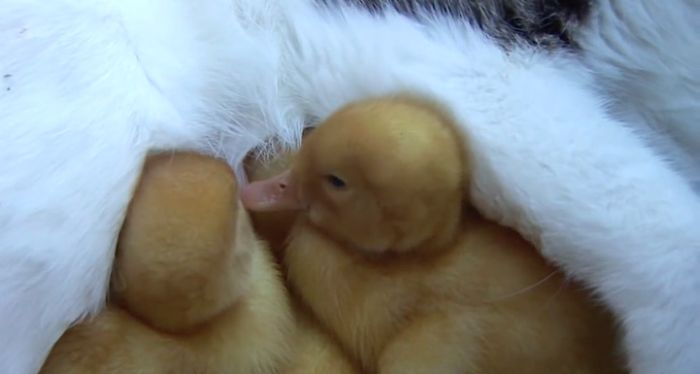 Cat Adopts And Raises Baby Ducklings (6 pics)
