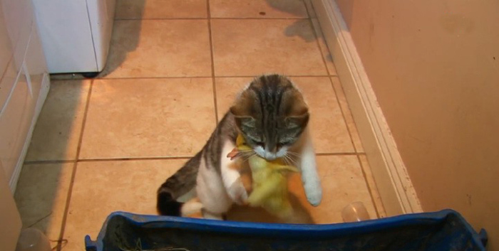 Cat Adopts And Raises Baby Ducklings (6 pics)