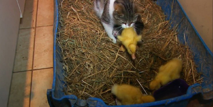 Cat Adopts And Raises Baby Ducklings (6 pics)
