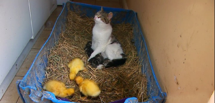 Cat Adopts And Raises Baby Ducklings (6 pics)