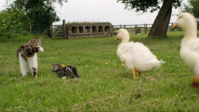 Cat Adopts And Raises Baby Ducklings (6 pics)