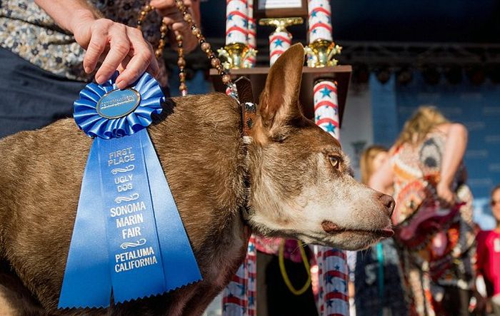 Meet The Dog That Won The World's Ugliest Dog Contest (6 pics)
