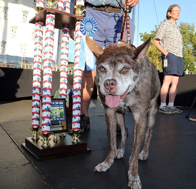 Meet The Dog That Won The World's Ugliest Dog Contest (6 pics)