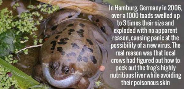 Terrifying Facts About Animals That Will Make You Fear Wildlife (10 pics)