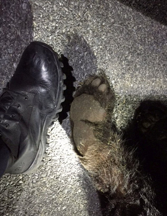 College Party Gets Crashed By Black Bear (5 pics)