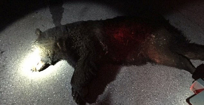 College Party Gets Crashed By Black Bear (5 pics)