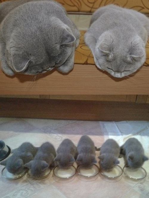 Acid Picdump (98 pics)