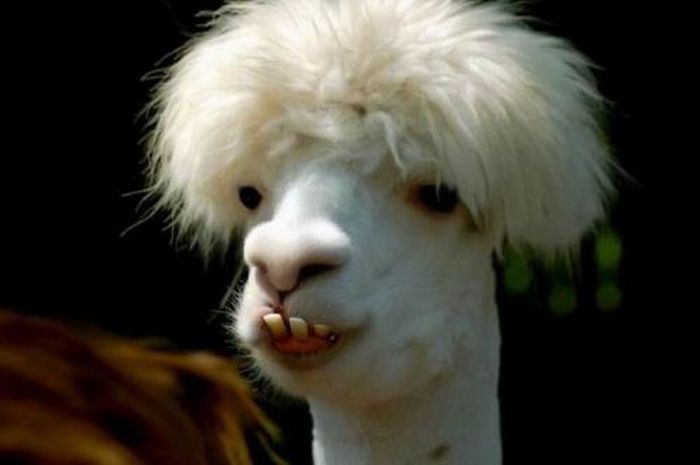 Acid Picdump (98 pics)