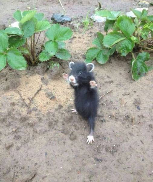 Acid Picdump (98 pics)