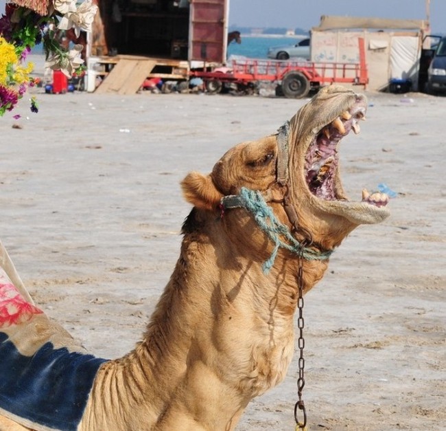 The Inside Of A Camel's Mouth Will Fuel Your Nightmares (7 pics)
