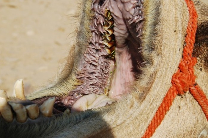 The Inside Of A Camel's Mouth Will Fuel Your Nightmares (7 pics)