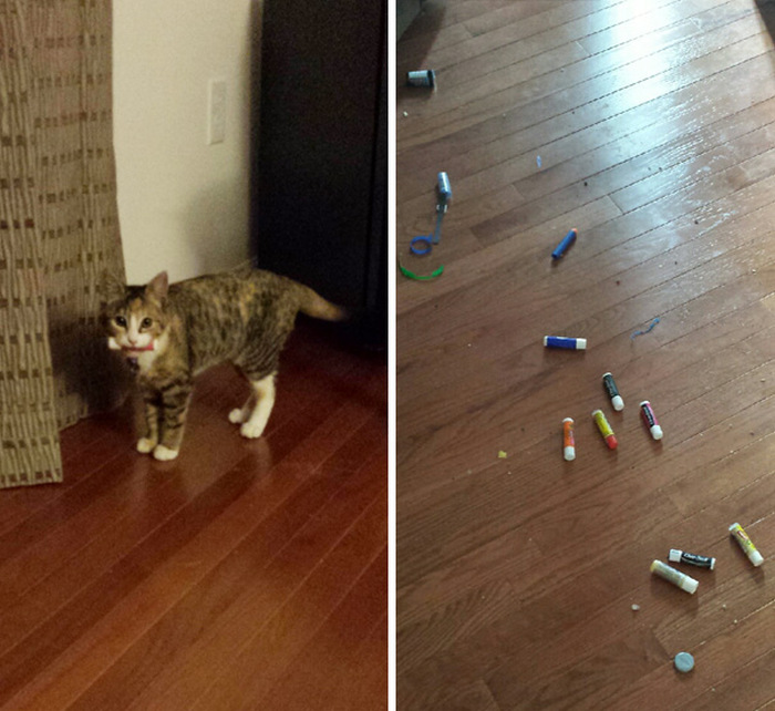 Hoarder Cats That Need A Serious Intervention (21 pics)