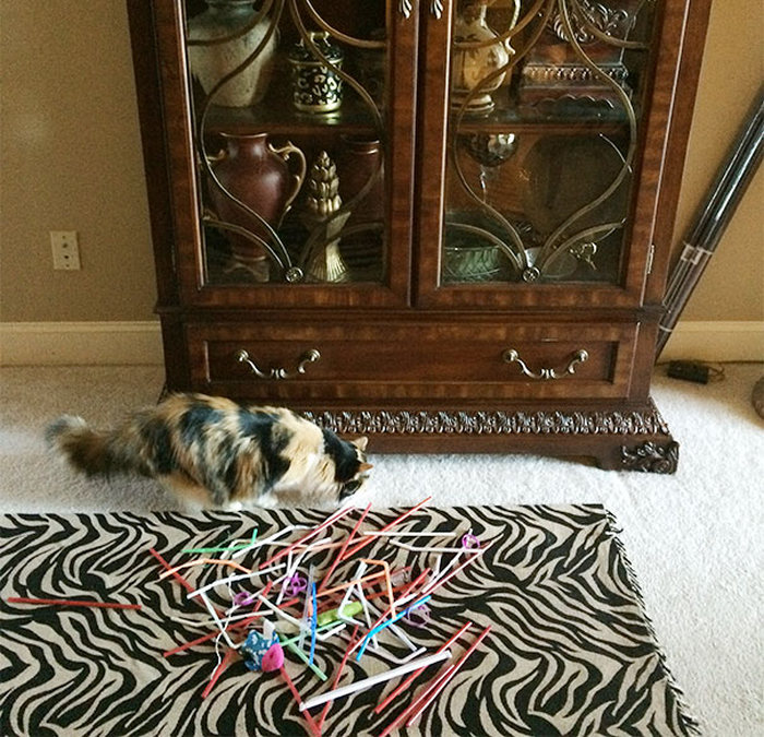 Hoarder Cats That Need A Serious Intervention (21 pics)