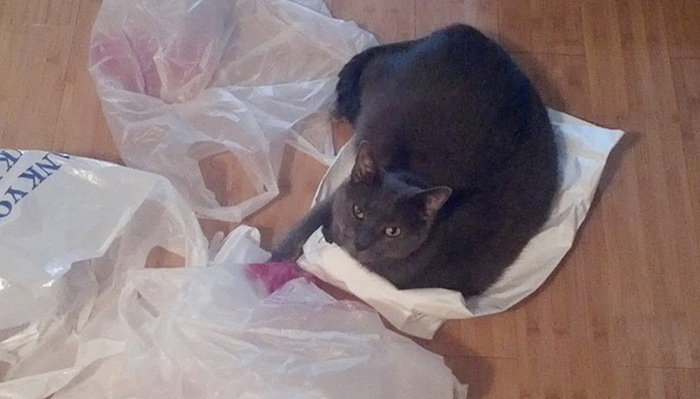 Hoarder Cats That Need A Serious Intervention (21 pics)