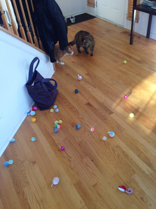 Hoarder Cats That Need A Serious Intervention (21 pics)
