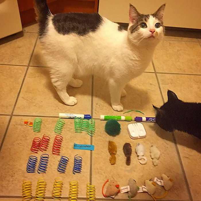 Hoarder Cats That Need A Serious Intervention (21 pics)