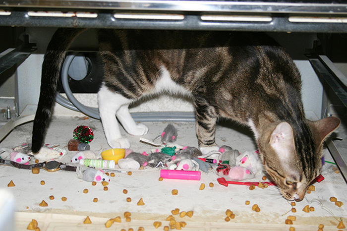 Hoarder Cats That Need A Serious Intervention (21 pics)