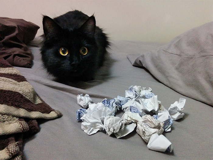 Hoarder Cats That Need A Serious Intervention (21 pics)