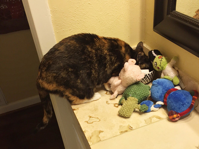 Hoarder Cats That Need A Serious Intervention (21 pics)