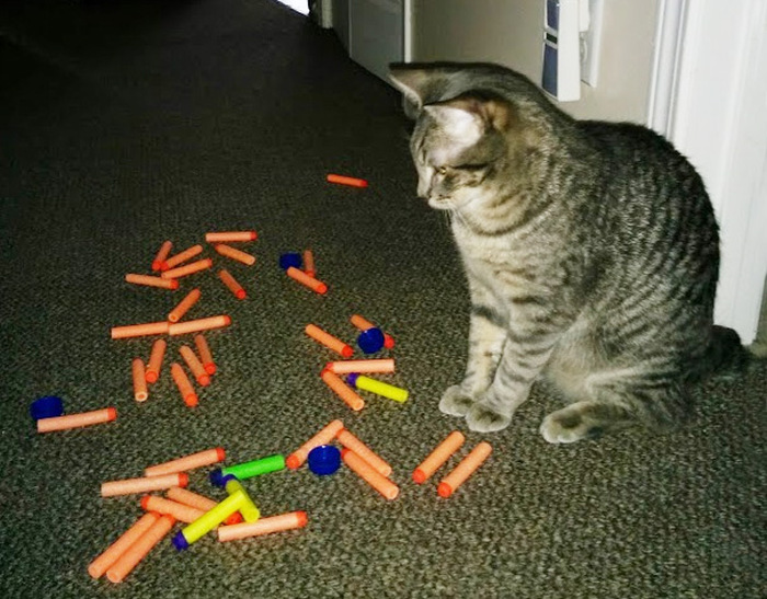 Hoarder Cats That Need A Serious Intervention (21 pics)