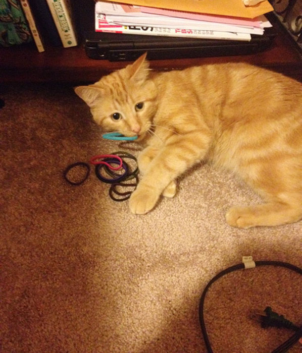 Hoarder Cats That Need A Serious Intervention (21 pics)