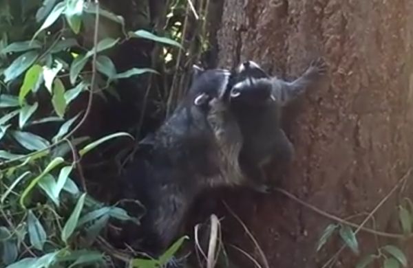 Mother Raccoon teaches kit how to climb a tree