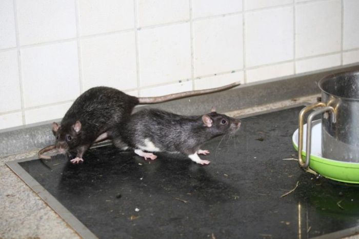 Three Hundred Rats Live Together In A One Bedroom Apartment (14 pics)