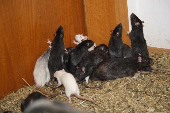 Three Hundred Rats Live Together In A One Bedroom Apartment (14 pics)