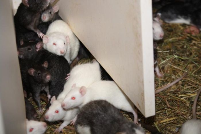 Three Hundred Rats Live Together In A One Bedroom Apartment (14 pics)