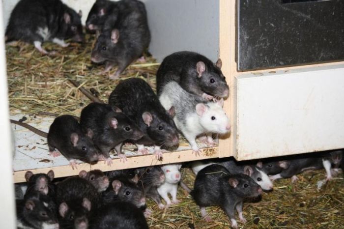 Three Hundred Rats Live Together In A One Bedroom Apartment (14 pics)