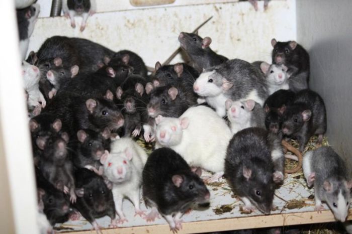 Three Hundred Rats Live Together In A One Bedroom Apartment (14 pics)